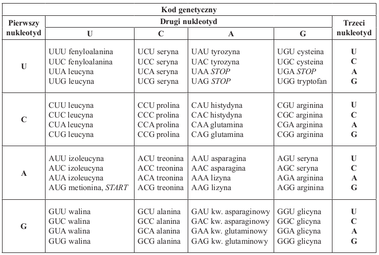 03_kod_genetyczny.gif