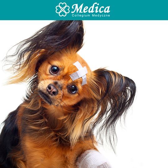 Weterynaria w Medice