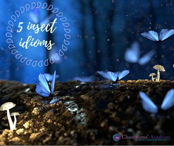 Insect idioms