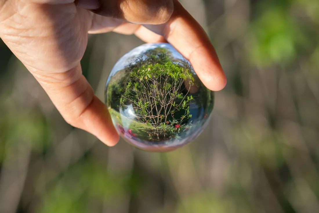 cropped-hand-person-holding-crystal-ball-by-tree-park
