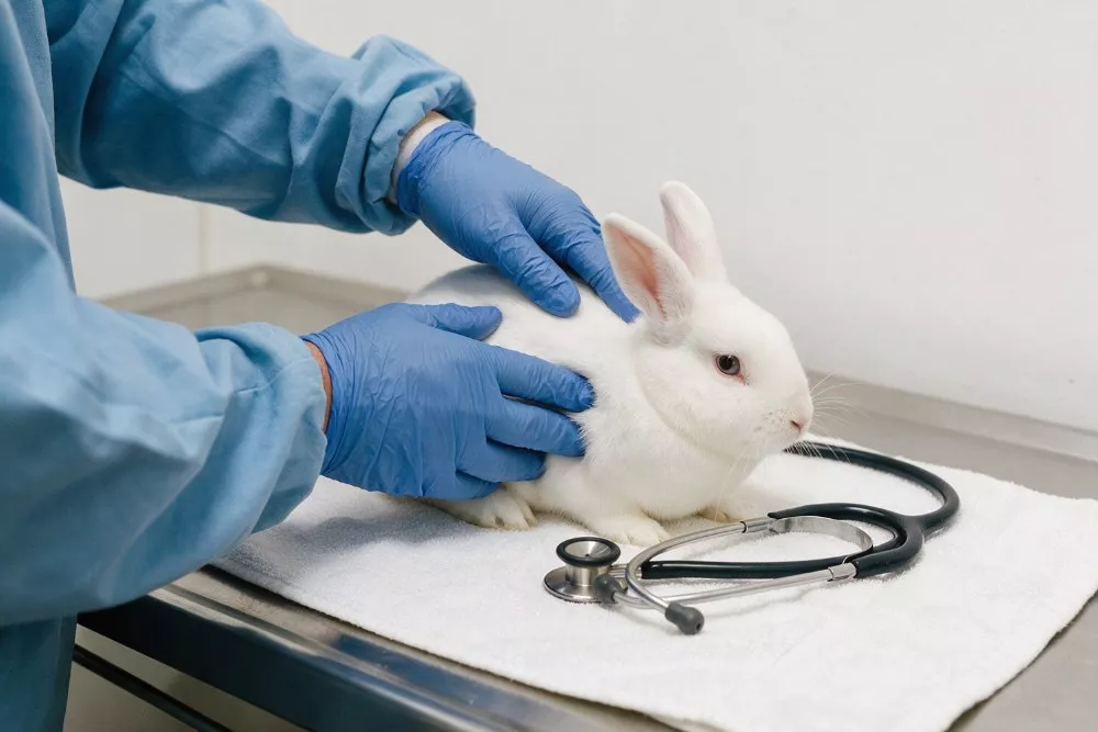 Lekarz-weterynarii-specjalista-uzytkowania-i-patologii-zwierzat-laboratoryjnych-test
