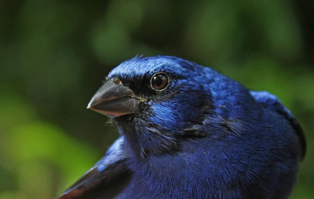 Samiec indygówki szafirowej (Cyanocompsa parellina); Rezerwat Biosfery Los Tuxtlas, luty 2019 fot. Jarosław K. Nowakowski