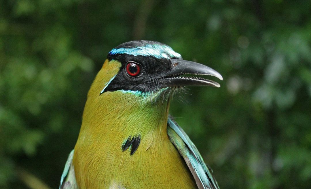 Piłodziób żółtopierśny (Momotus lessonii); Rezerwat Biosfery Los Tuxtlas, luty 2018 fot. Jarosław K. Nowakowski