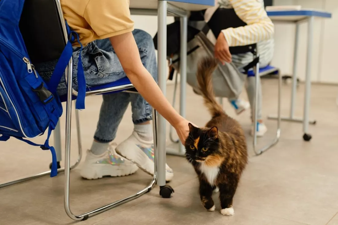 Na czym polega i gdzie znajduje zastosowanie felinoterapia